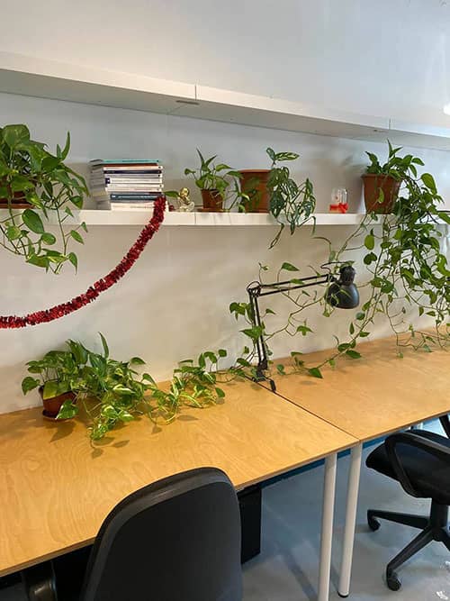 oficina oink my god con plantas